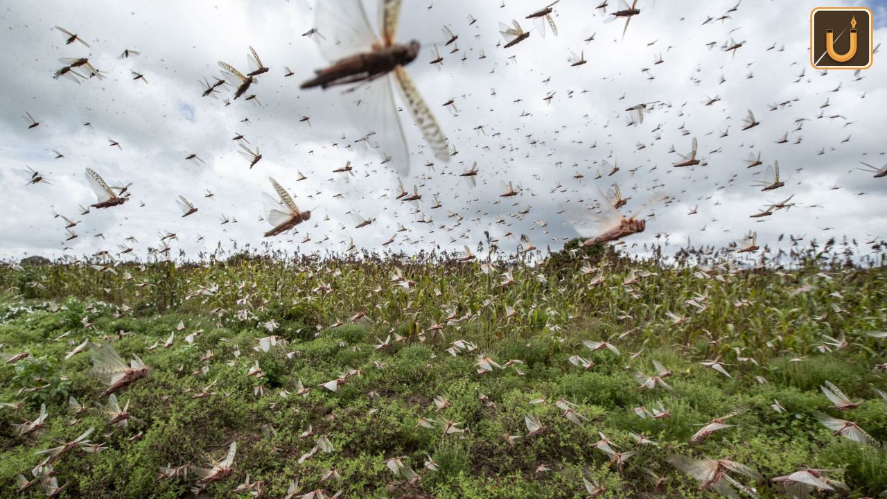 Usthadian Academy / India Aids Afghanistan With 40,000 Liters Of Malathion Against Locust Threat